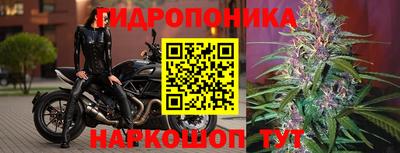 сатива Апшеронск